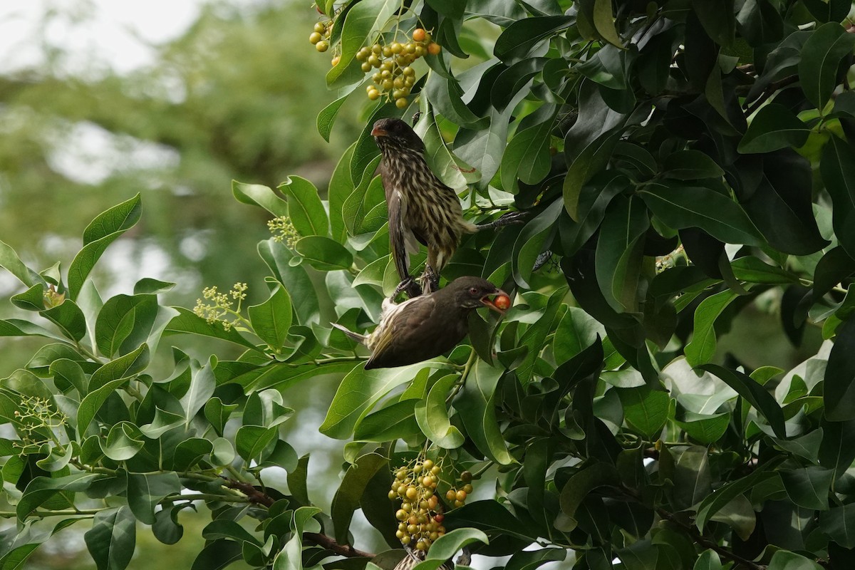 Palmchat - ML644349747