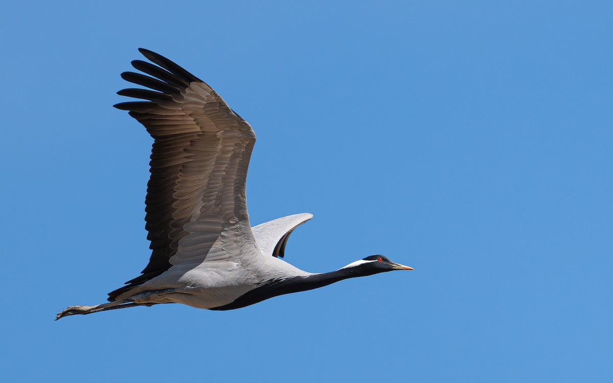 Demoiselle Crane - ML644349751
