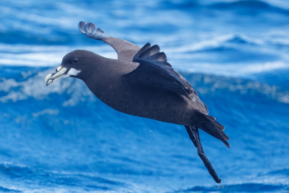 Pardela Gorjiblanca - ML644349754