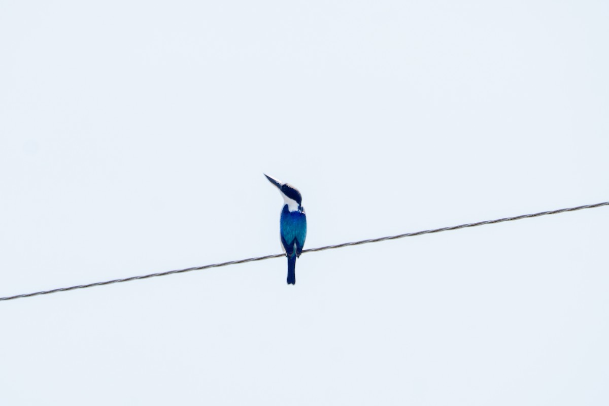 Forest Kingfisher - ML644349769