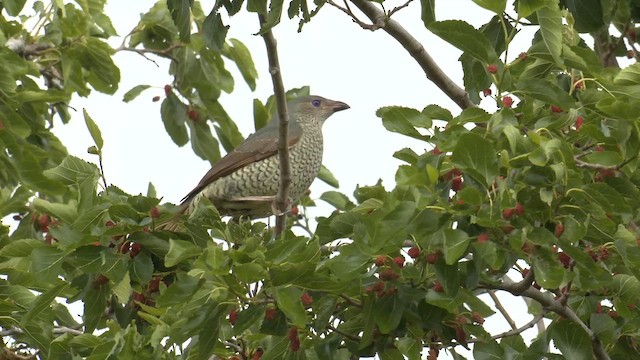 Satin Bowerbird - ML644349778