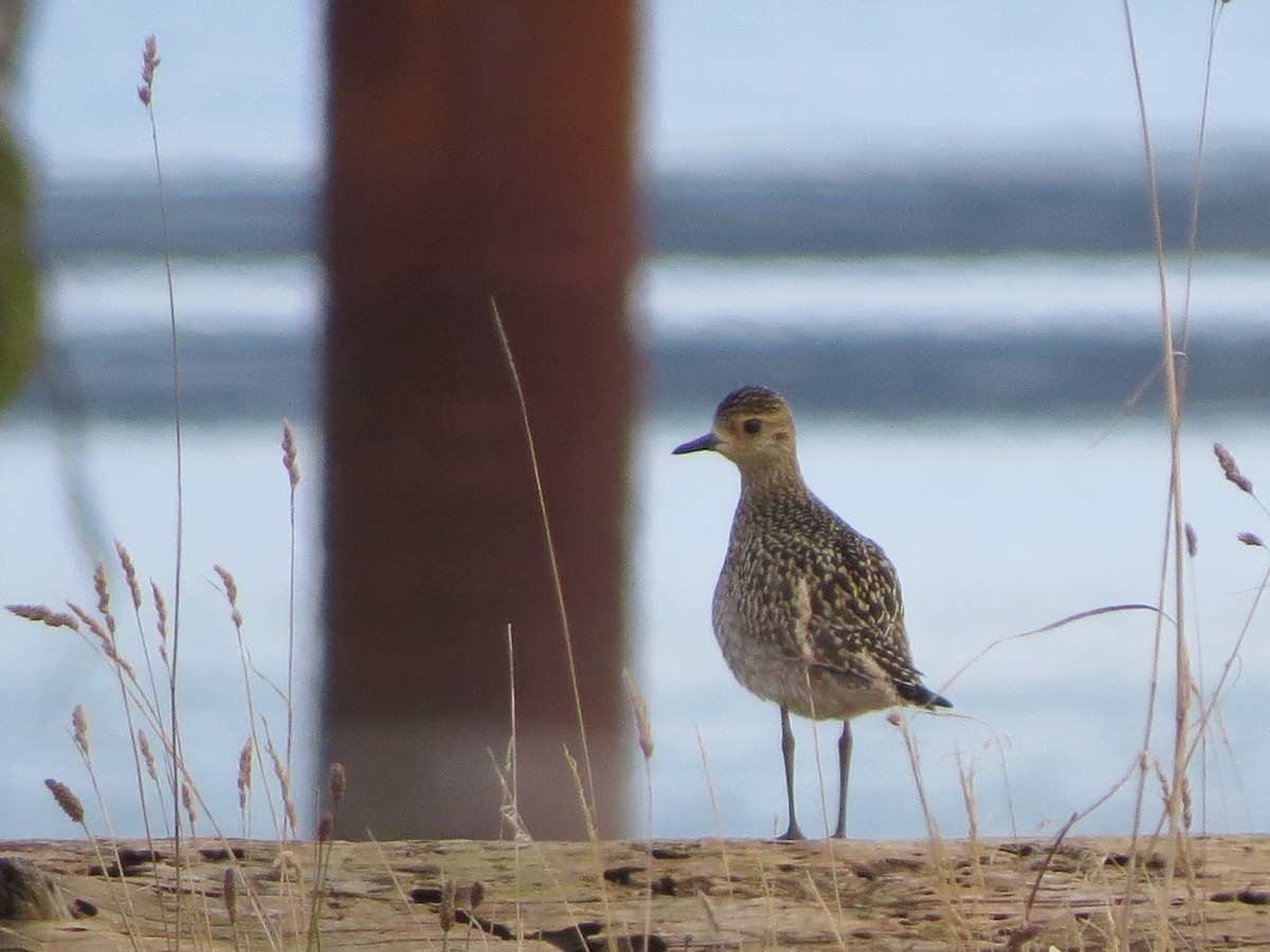 Pacific Golden-Plover - ML644349786