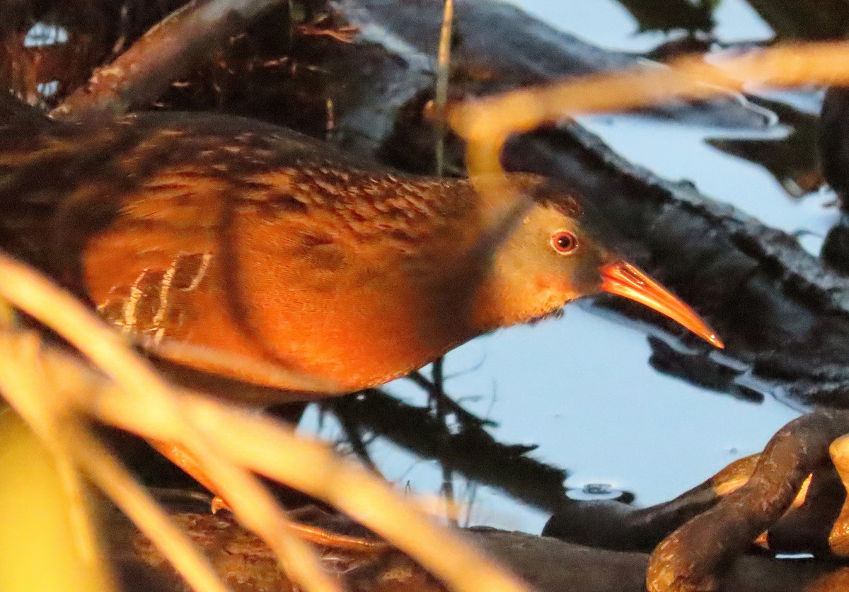 Virginia Rail - ML644349789