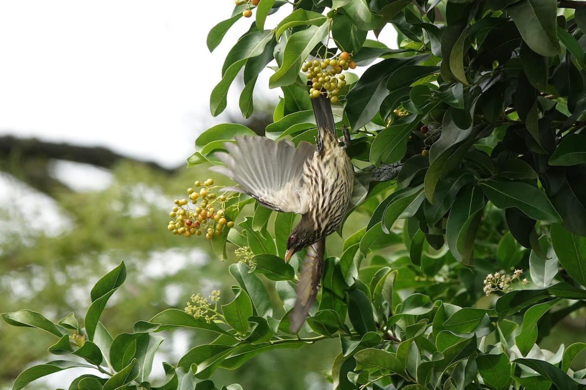 Palmchat - ML644349795