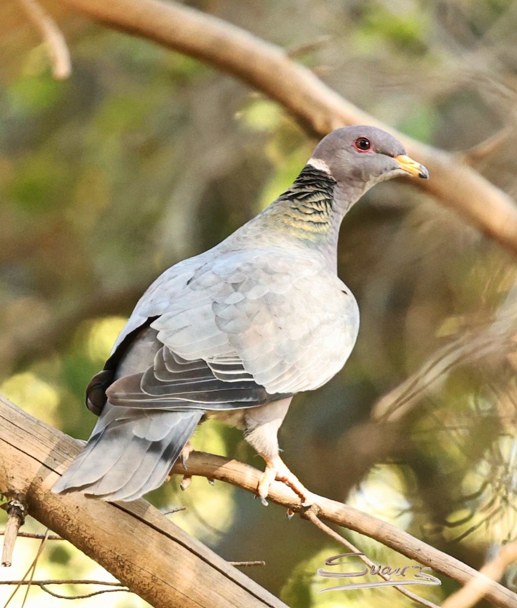 Band-tailed Pigeon - ML644349797