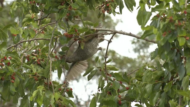 Satin Bowerbird - ML644349801