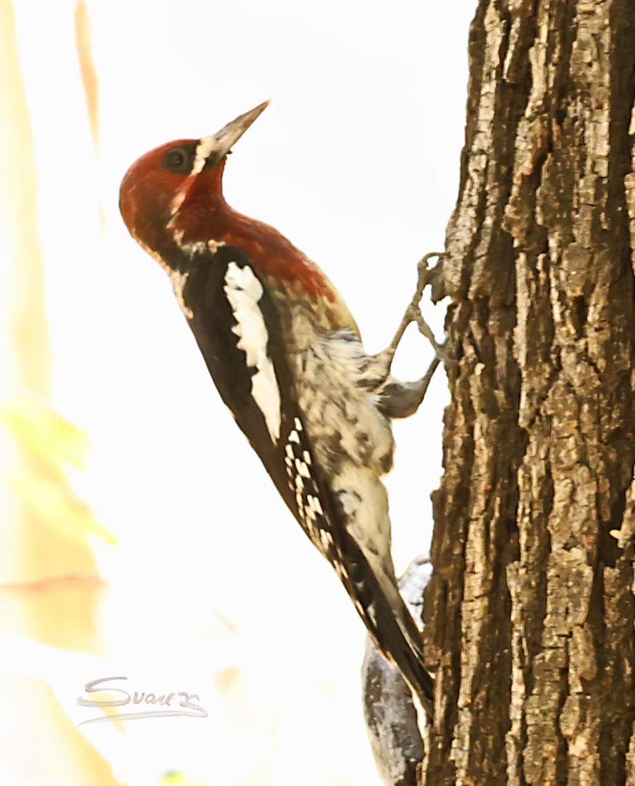 Red-breasted Sapsucker - ML644349804