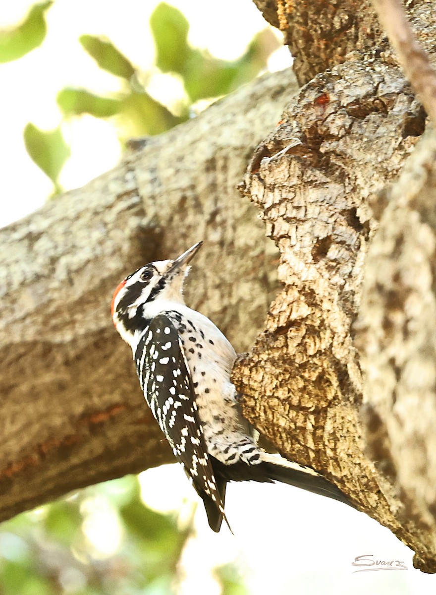 Nuttall's Woodpecker - ML644349806