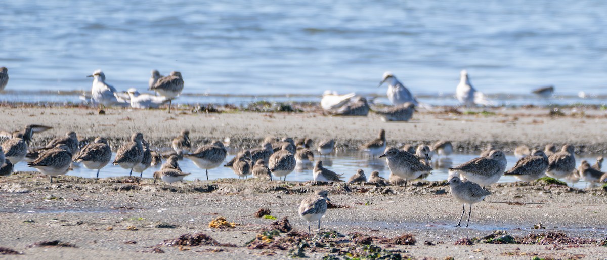 Chorlito Gris - ML644349810