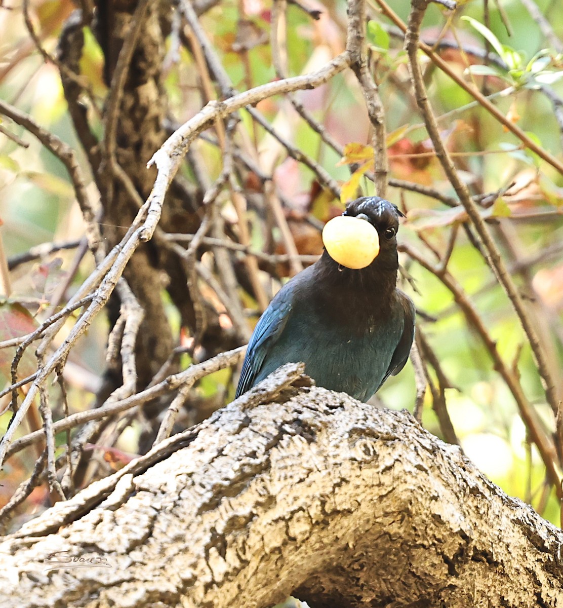 Steller's Jay - ML644349813