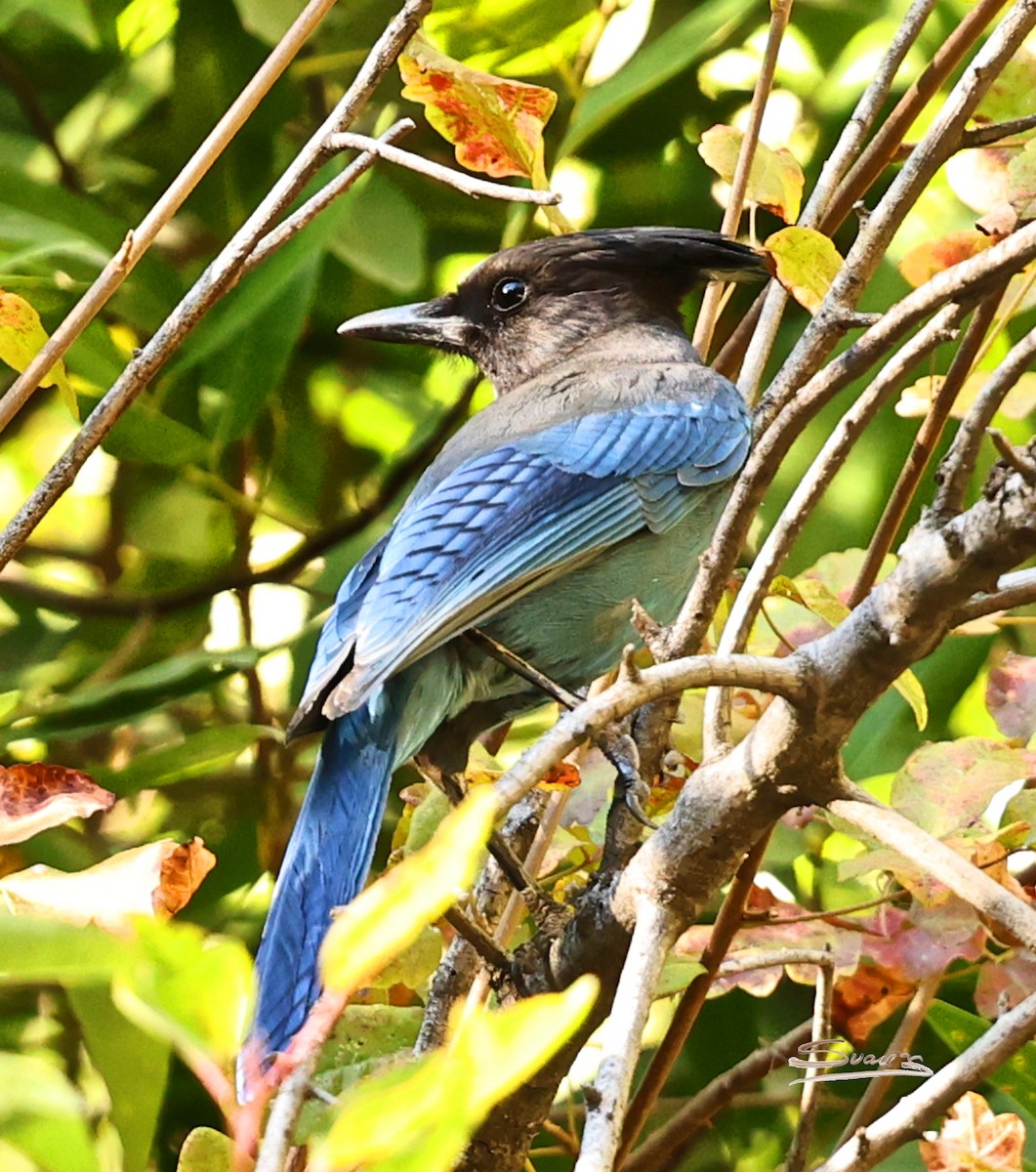 Steller's Jay - ML644349814