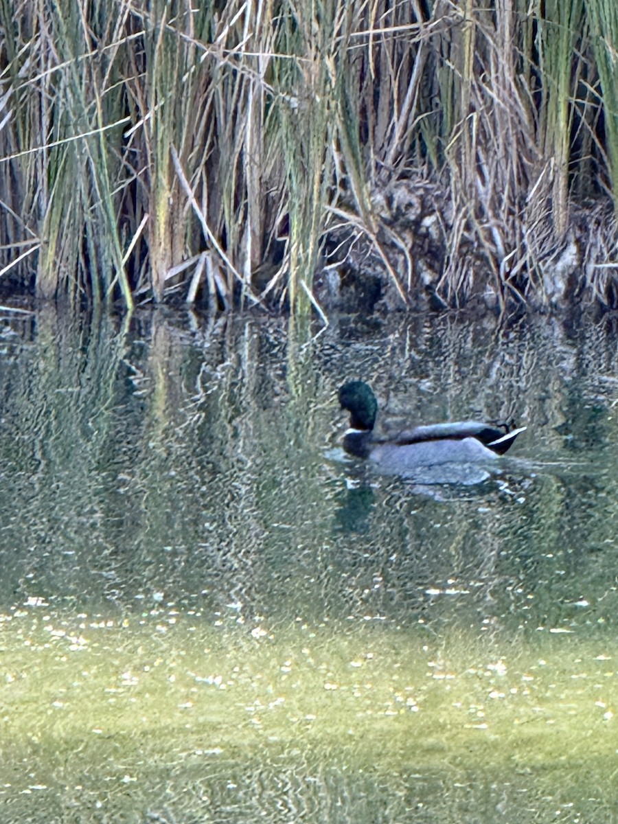 Canard colvert - ML644349821