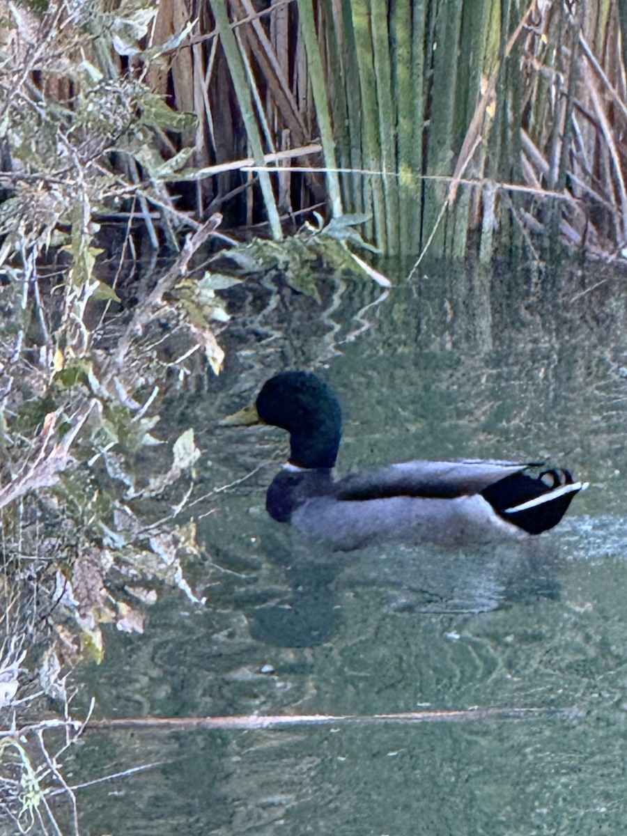 Canard colvert - ML644349822