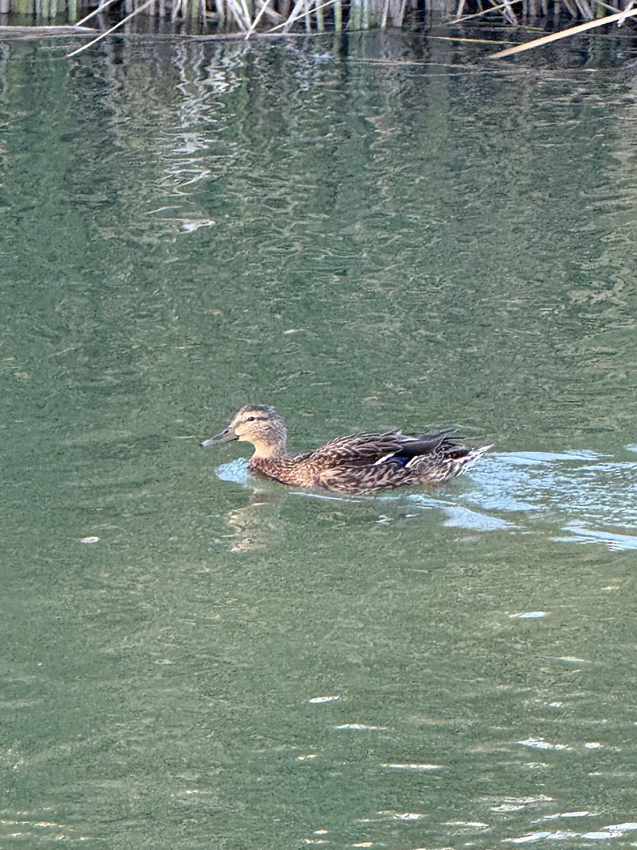 Canard colvert - ML644349823