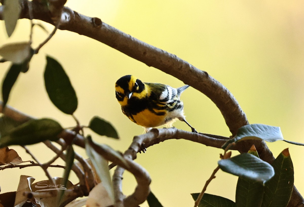 Townsend's Warbler - ML644349825