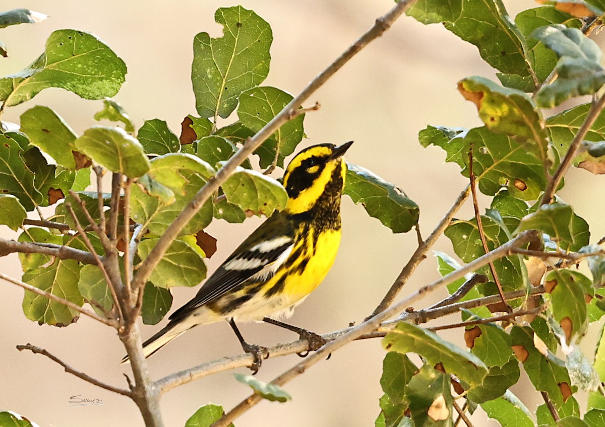 Townsend's Warbler - ML644349826