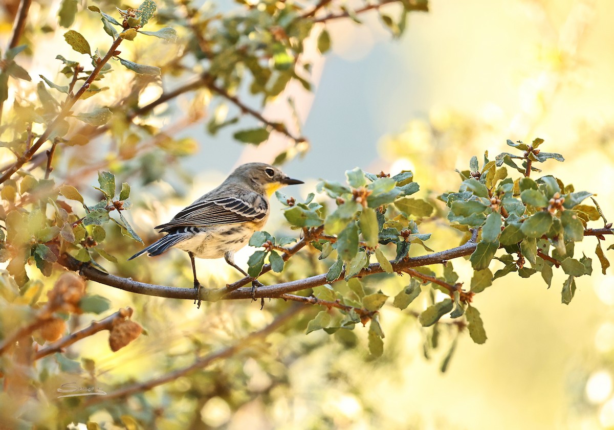 Пісняр-лісовик жовтогузий (підвид auduboni) - ML644349829