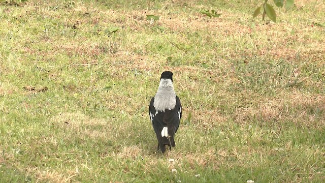Australian Magpie (White-backed) - ML644349838