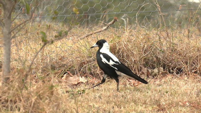 Australian Magpie (White-backed) - ML644349840