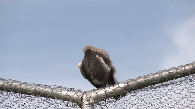 Australian Magpie (White-backed) - ML644349843