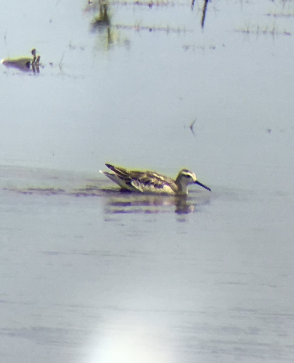 lyskonoh dlouhozobý - ML644349847