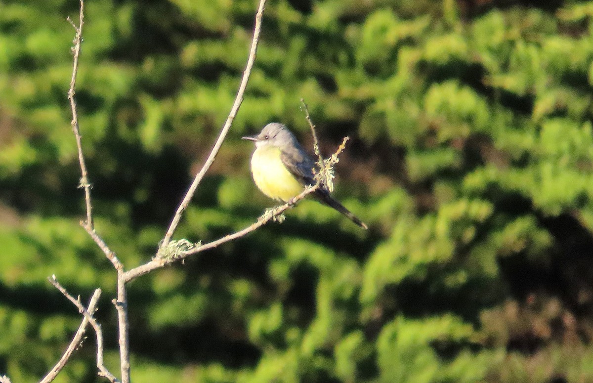 tropekongetyrann - ML644349873