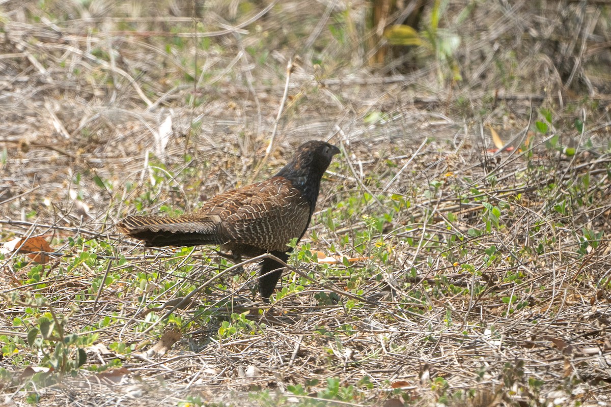 Pheasant Coucal - ML644349876