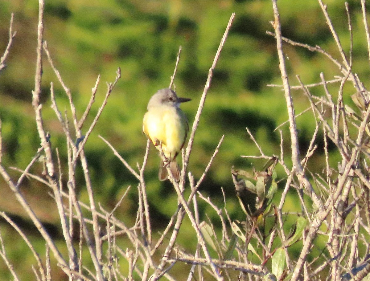 tropekongetyrann - ML644349886