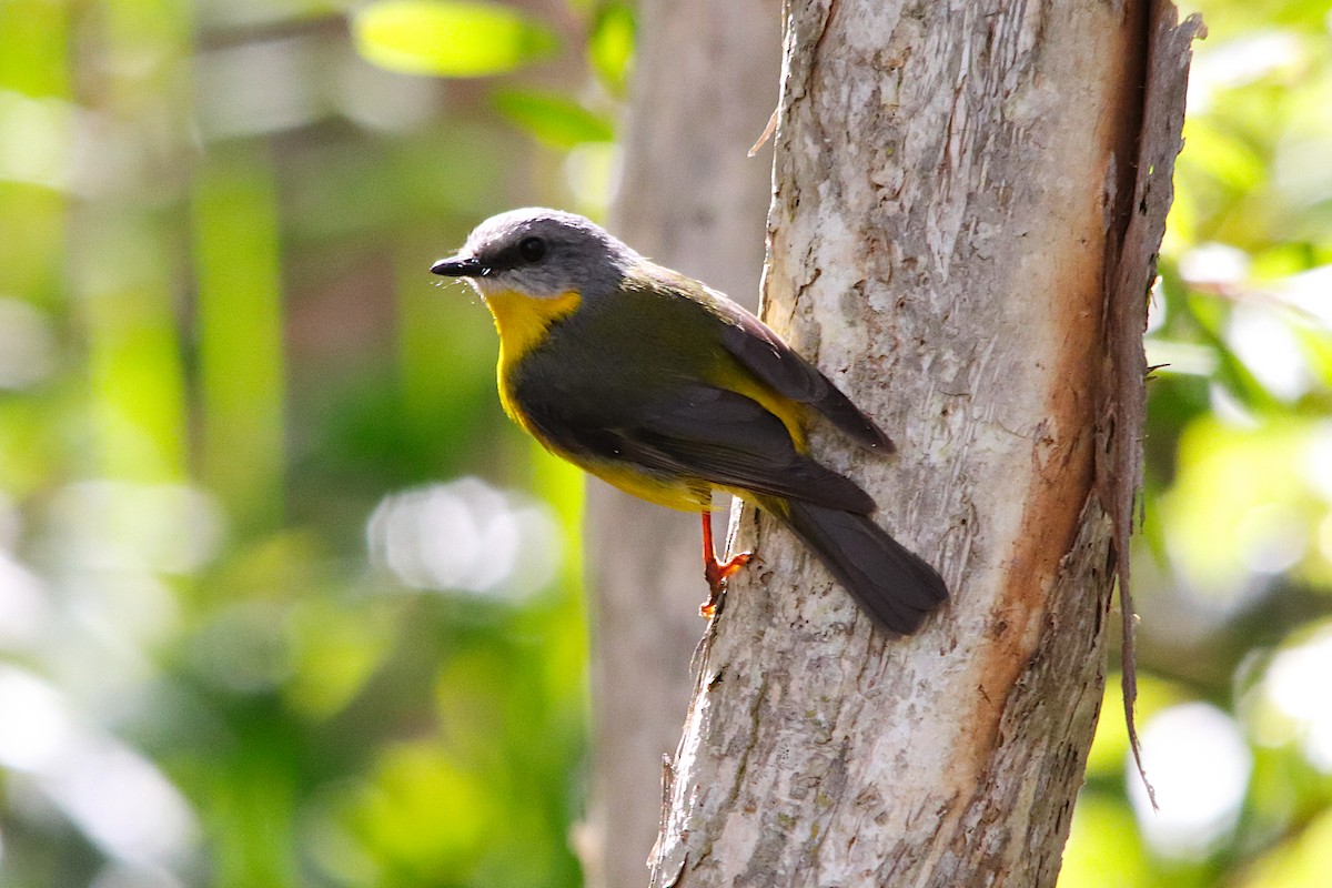 Doğulu Sarı Bülbül - ML644349897