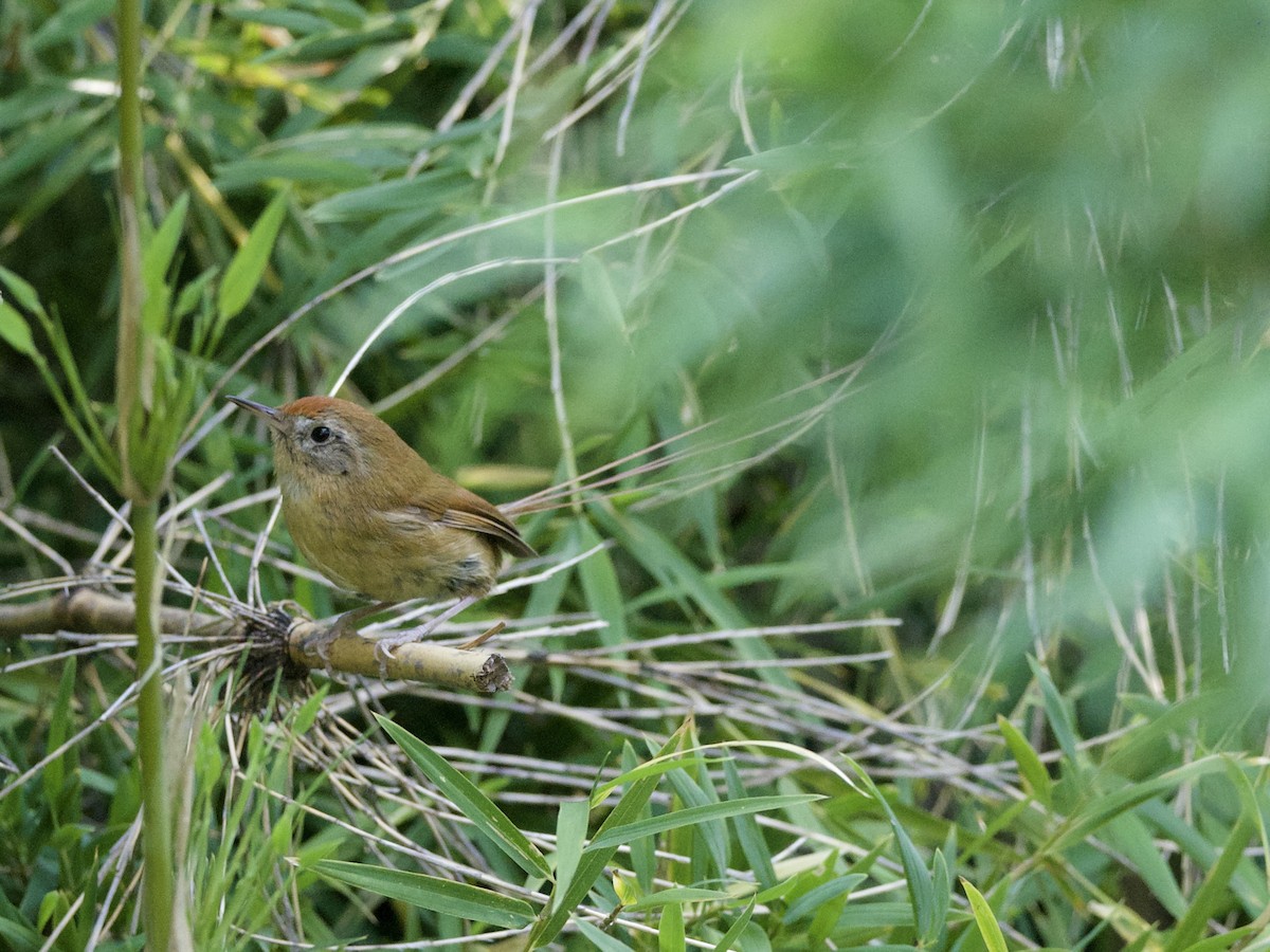 Synallaxe de Des Murs - ML644349899