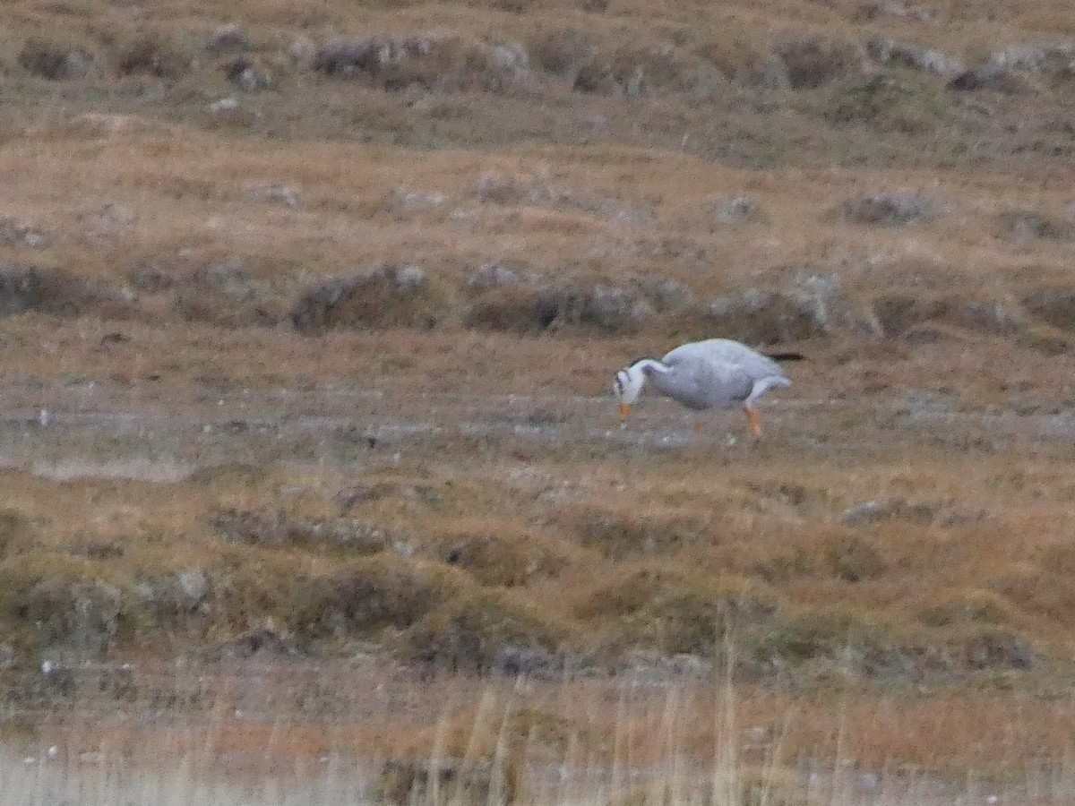 Хээрийн галуу - ML644349903