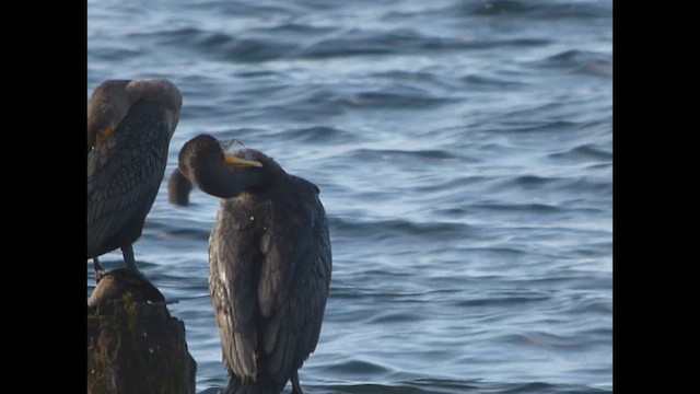Double-crested Cormorant - ML644349906
