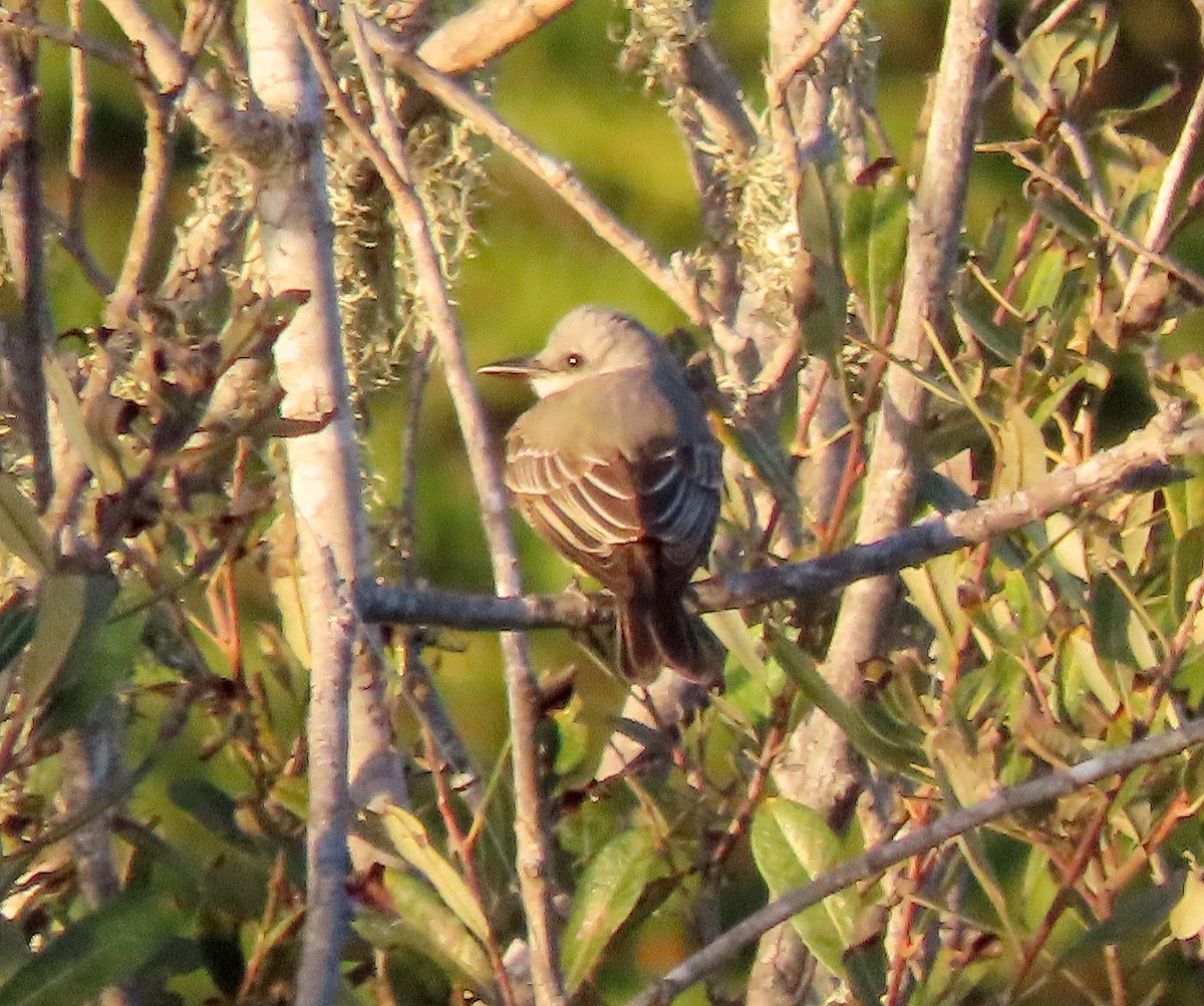 tropekongetyrann - ML644349907