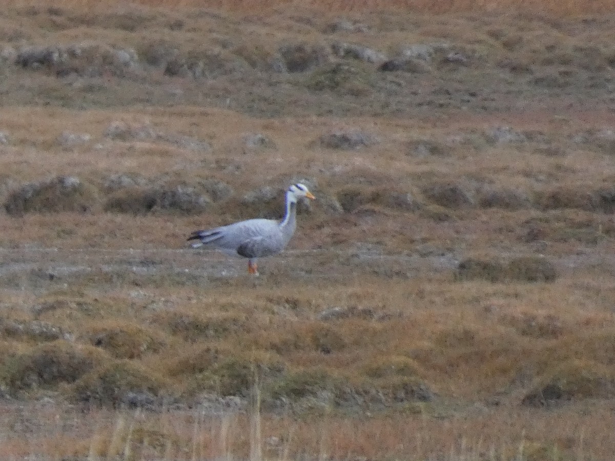 Хээрийн галуу - ML644349915