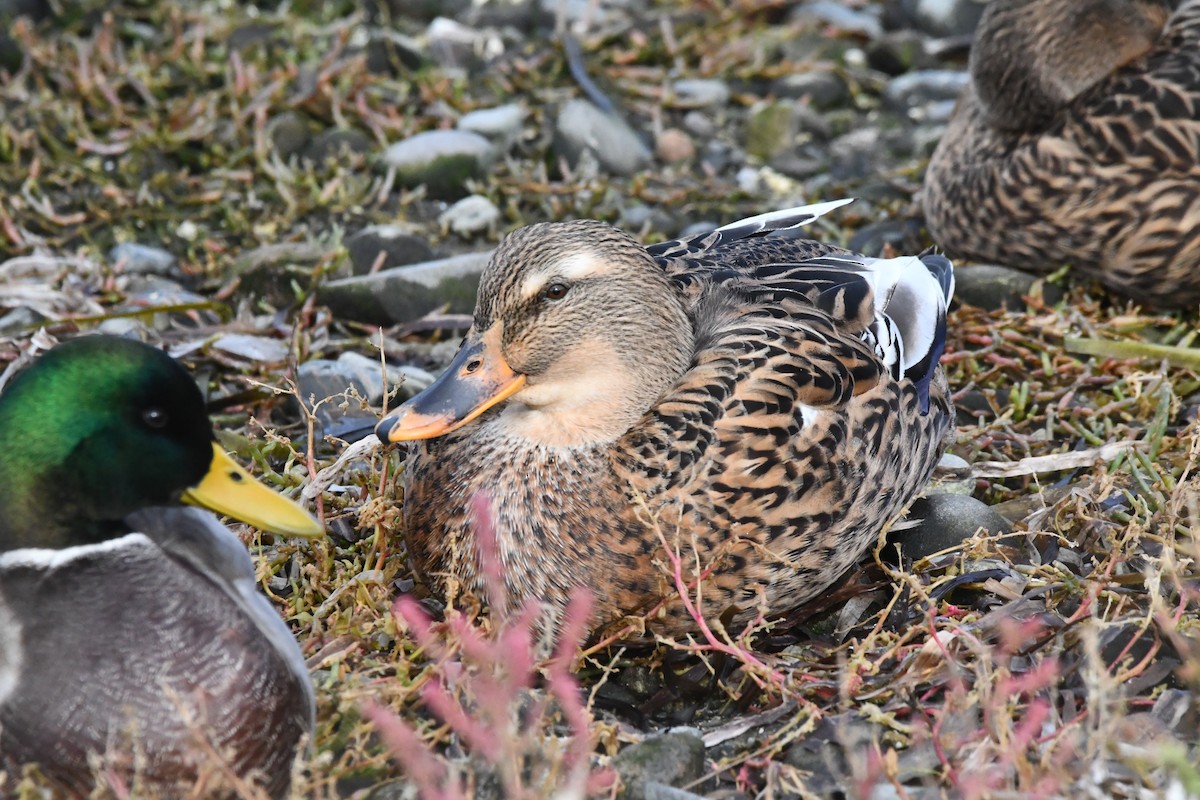 Canard colvert - ML644349917