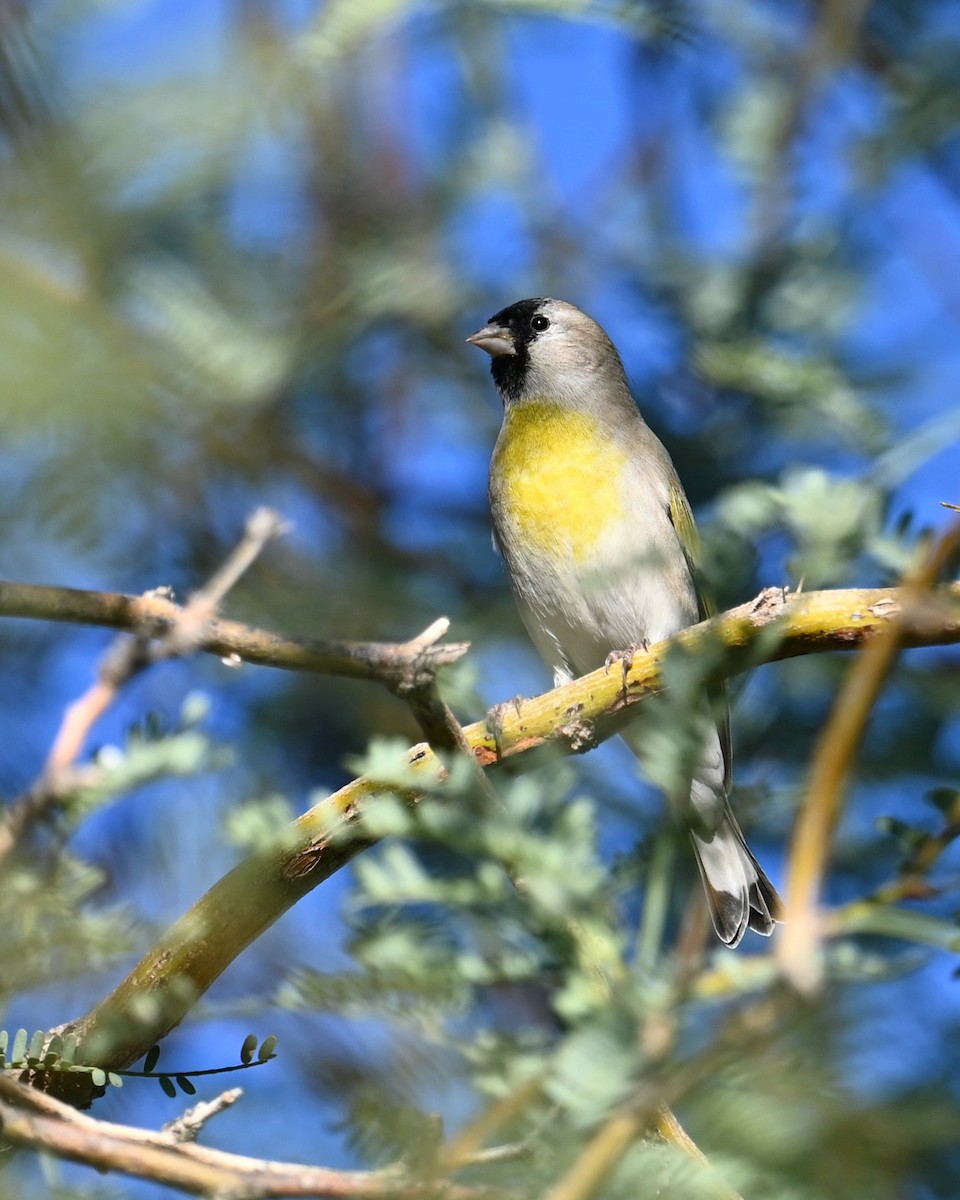 Lawrence's Goldfinch - ML644349921