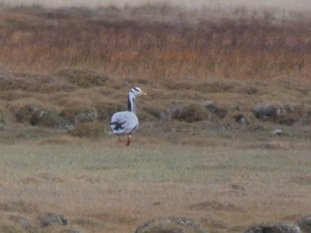 Хээрийн галуу - ML644349922
