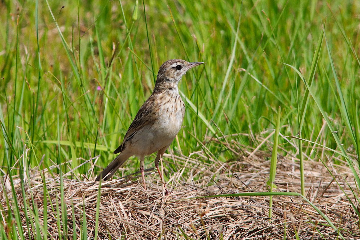 Australian Pipit - ML644349924