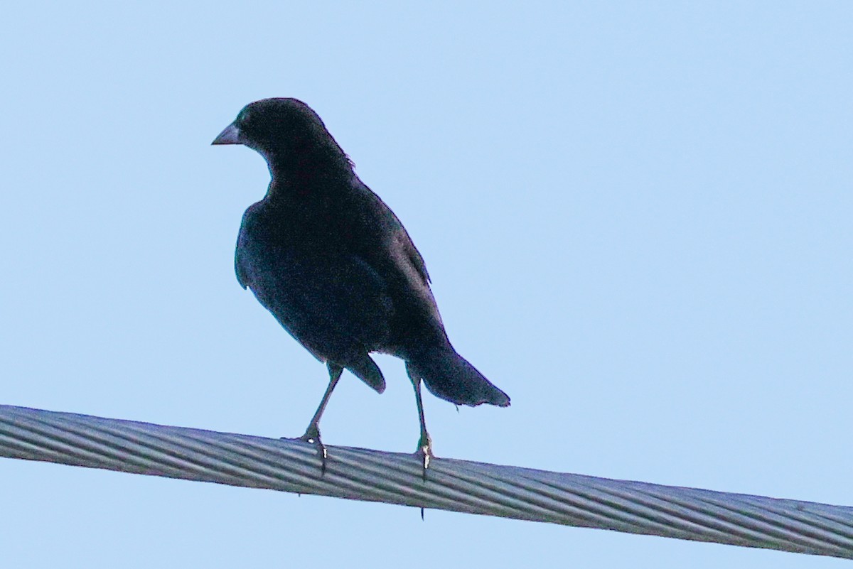 Bronzed Cowbird - ML644349941