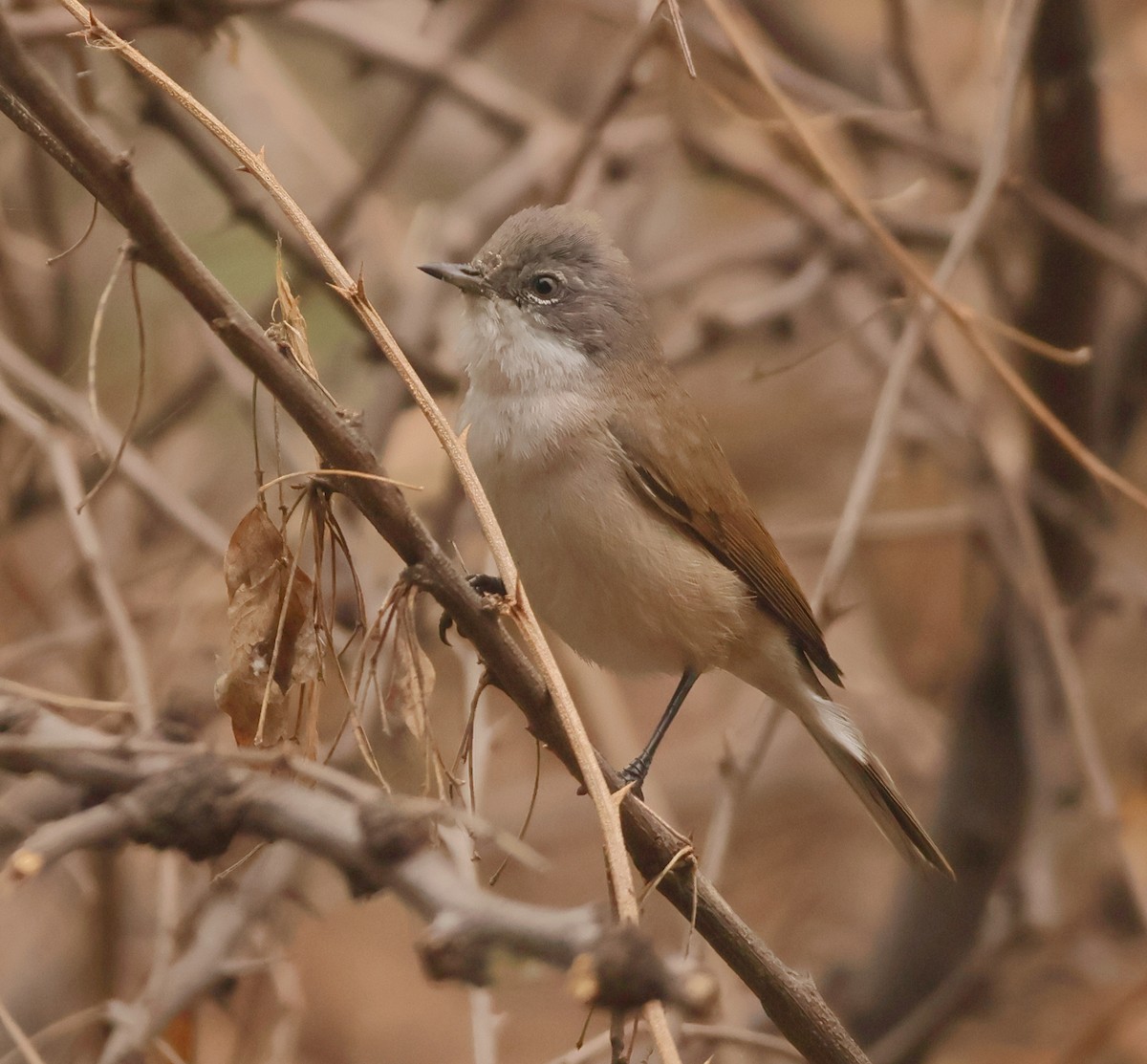 Lesser Whitethroat - ML644349955