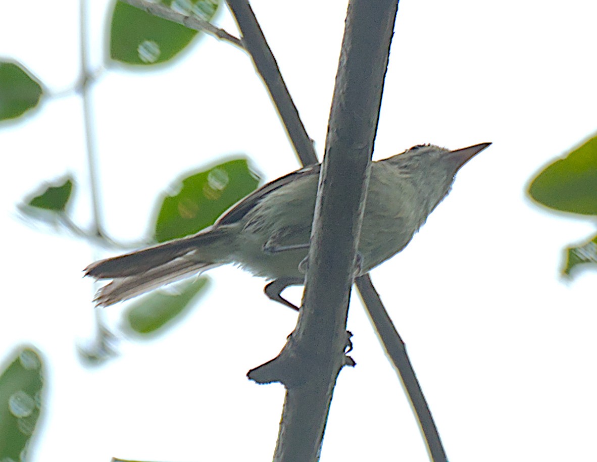 Mangrove Vireo - ML644349963