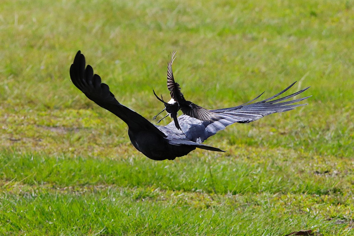 Torresian Crow - ML644349964