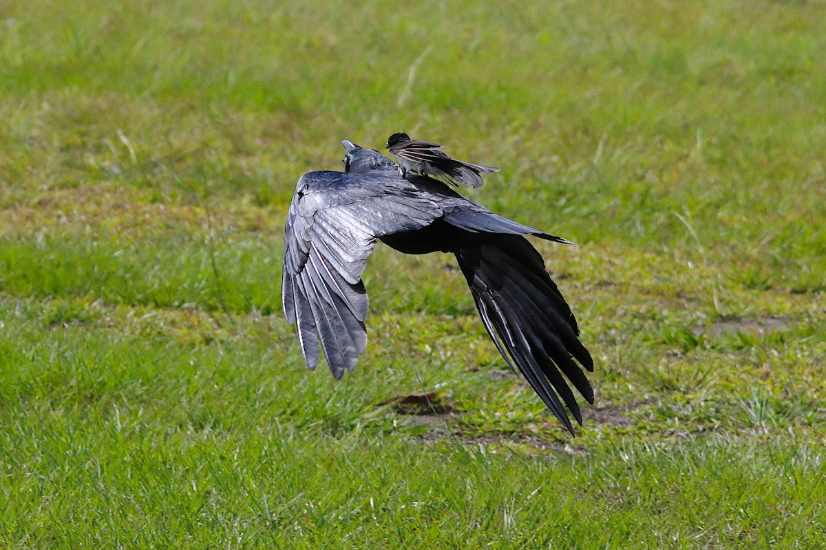 Torresian Crow - ML644349965