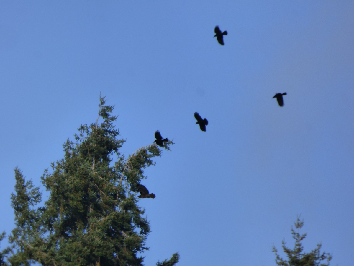 Corneille d'Amérique - ML644349988