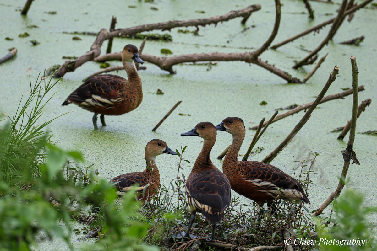 Dendrocygne à lunules - ML644349989