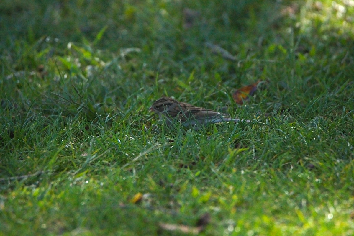 Chipping Sparrow - ML644349993