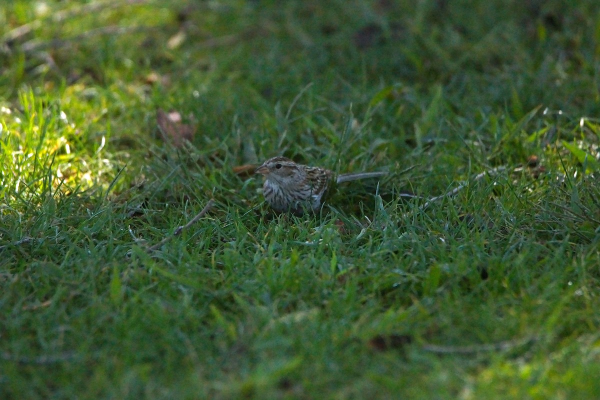 Chipping Sparrow - ML644349994