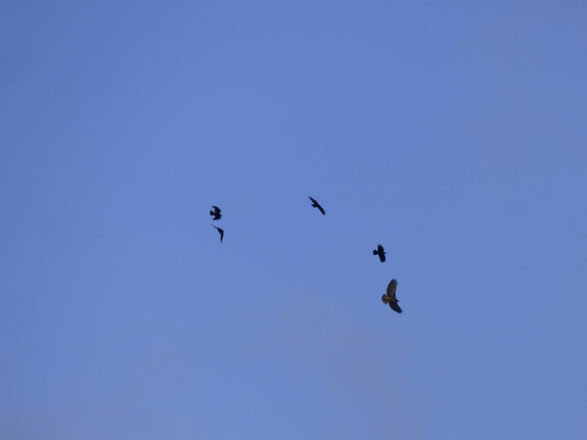 Corneille d'Amérique - ML644350005