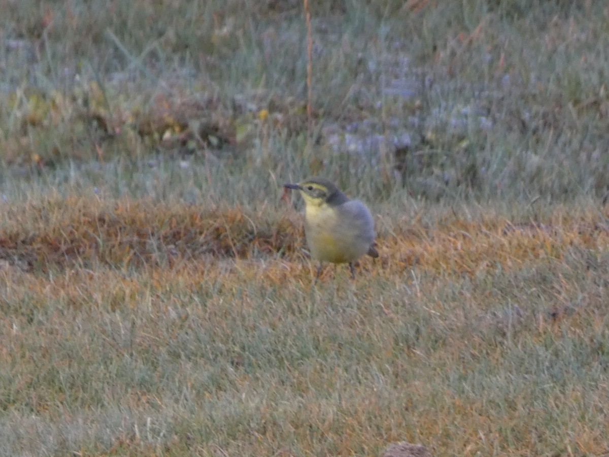 Citrine Wagtail - ML644350013