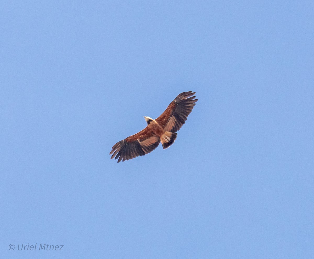 Black-collared Hawk - ML644350023